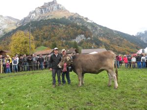 Rinderchampion OB